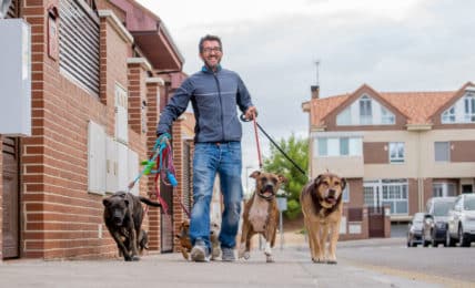 Mann führt als Hundesitter im Aushilfsjob fünf Hunde durch die Straßen Gassi