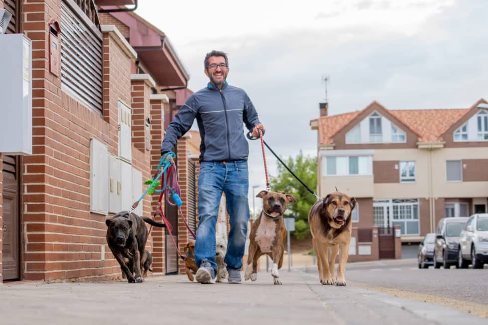 Mann führt als Hundesitter im Aushilfsjob fünf Hunde durch die Straßen Gassi